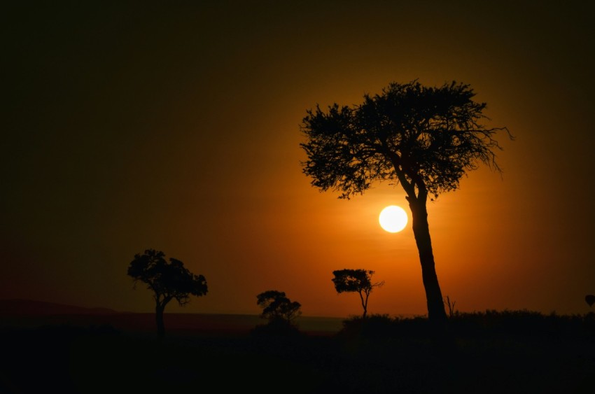 silhouette of trees during sunset u