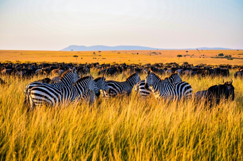 zebra on brown grass field during daytime