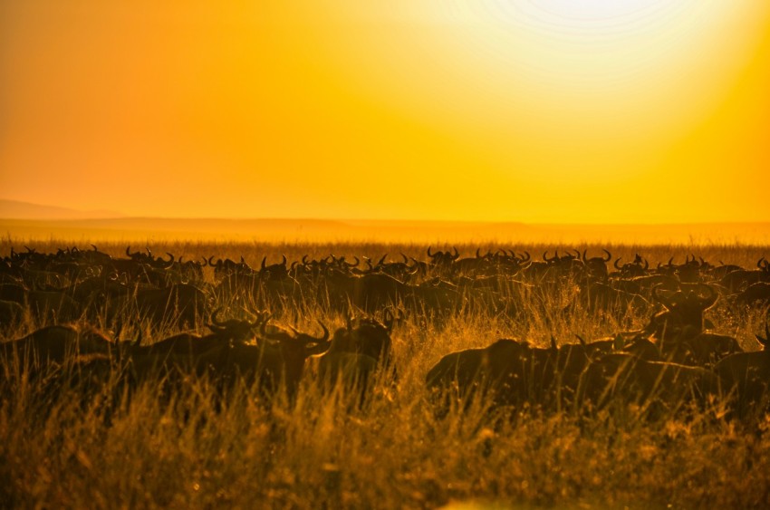 silhouette of grass during sunset