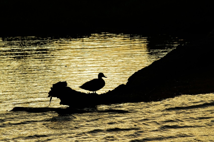 silhouette of man riding on boat during daytime