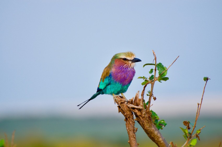 purple blue and brown bird perch on branch