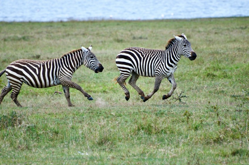 zebra on green grass field during daytime