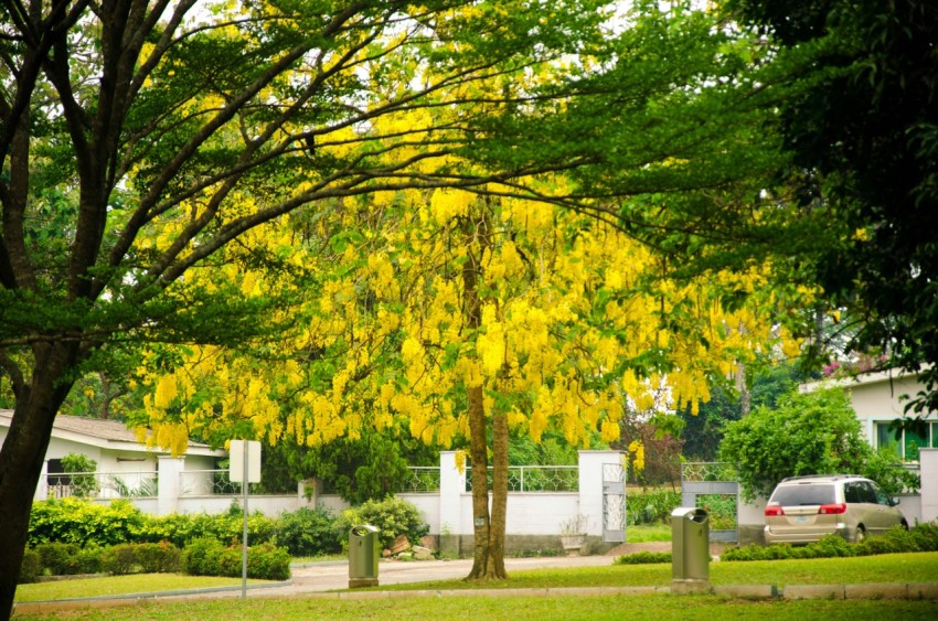 green and yellow leaf trees