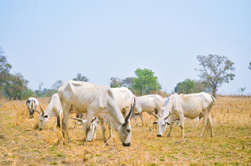 white horse eating grass during daytime