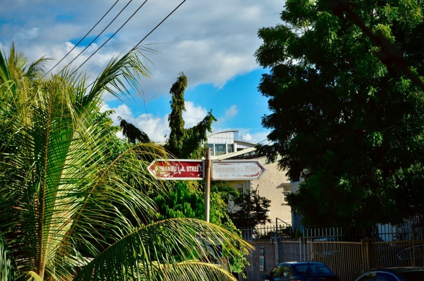 a red and white street sign sitting next to a lush green tree