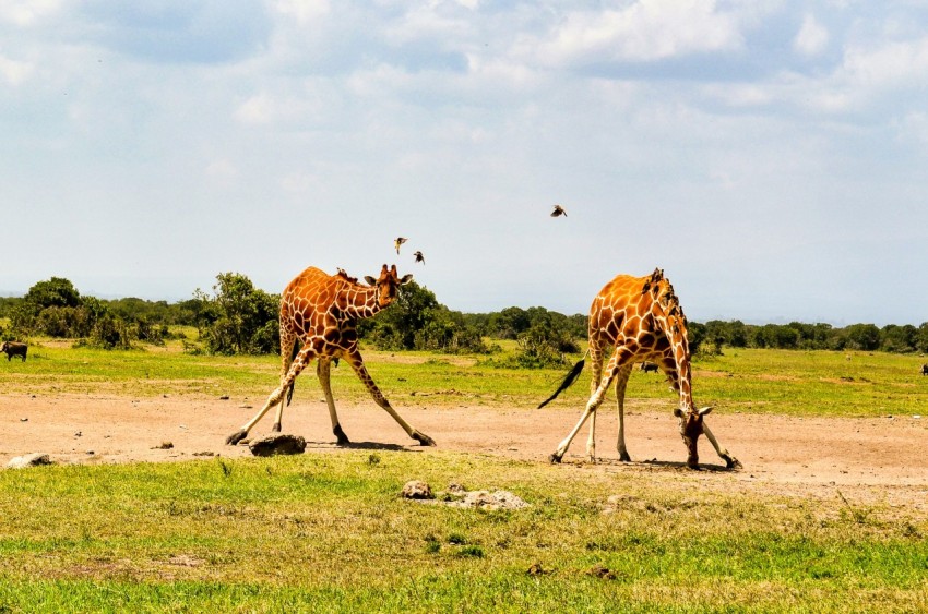 brown giraffe on green grass field during daytime RDJJjf