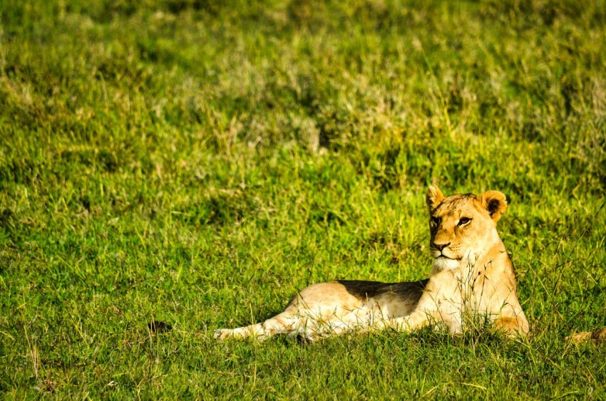 brown lioness lying on green grass field during daytime