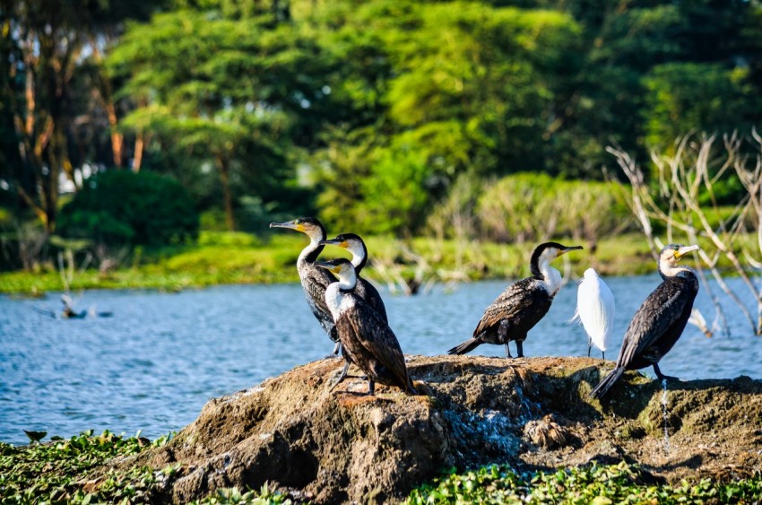 two white birds on brown rock near body of water during daytime