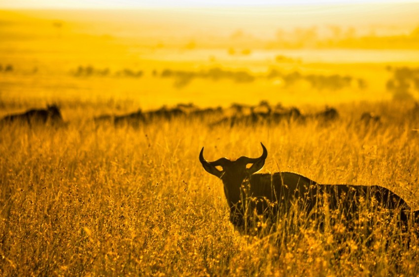 black and brown animal on brown grass field during daytime