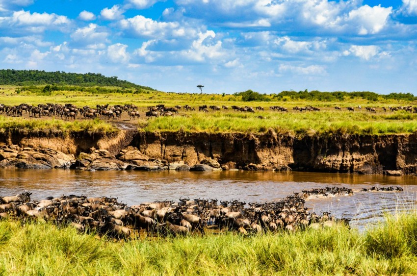 green grass field near river under blue sky during daytime