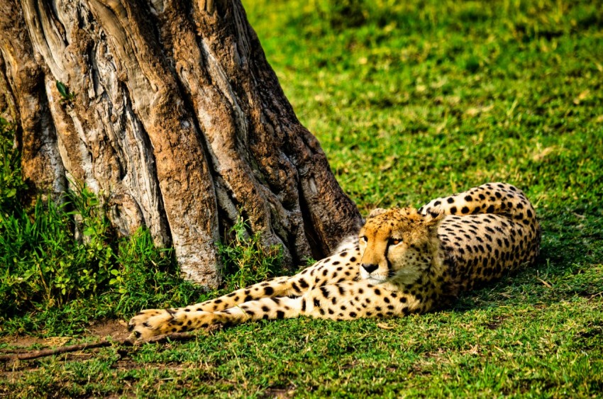 brown and black cheetah lying on green grass during daytime