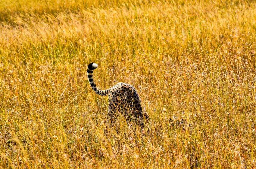 leopard walking on brown grass field during daytime