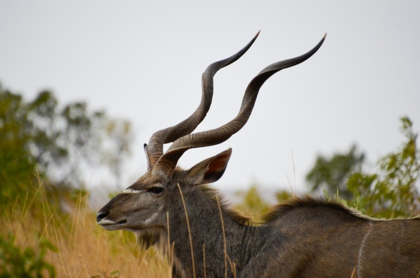 brown deer on green grass during daytime