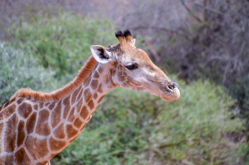 giraffe in close up photography bumy