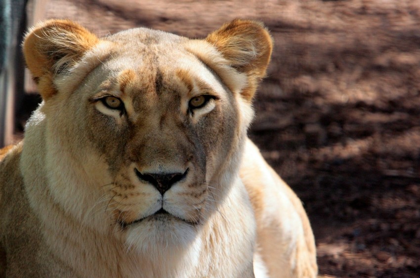 a close up of a lion near a fence