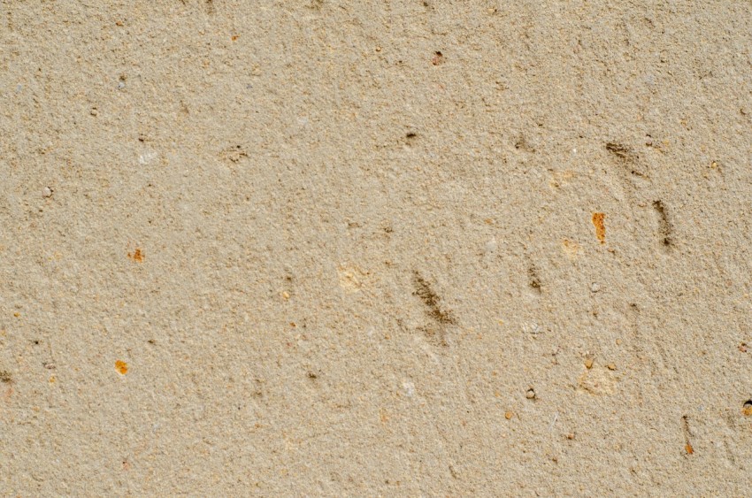 a bird is standing on a sandy beach