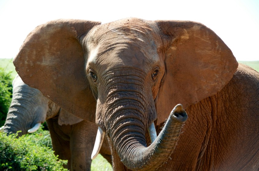 brown elephant on green grass during daytime