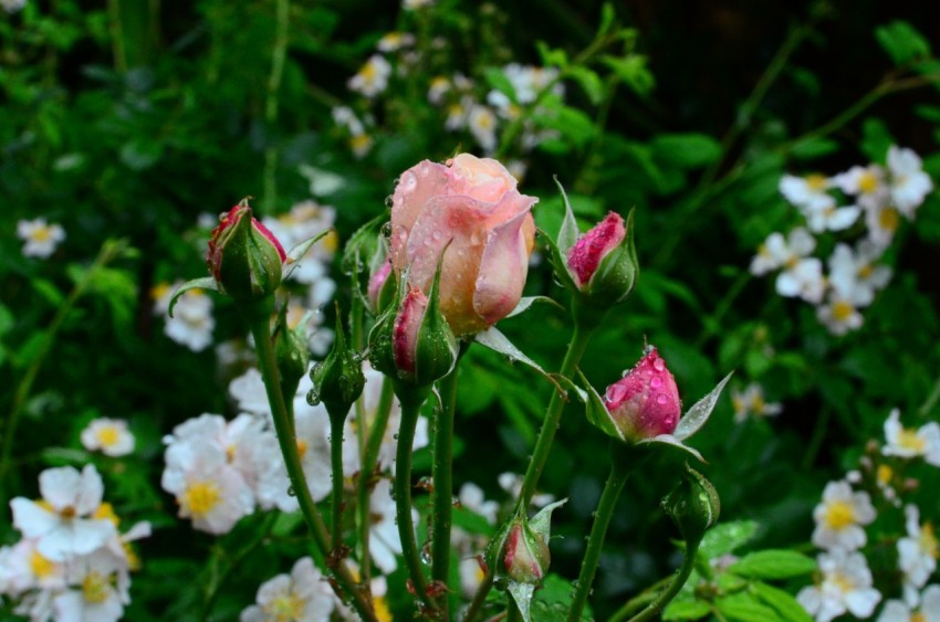 pink flower in tilt shift lens