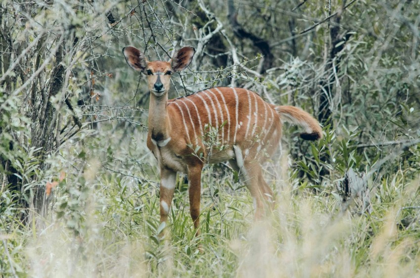 brown deer on green grass during daytime