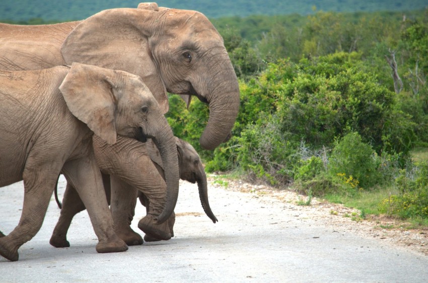 brown elephant walking on white sand during daytime