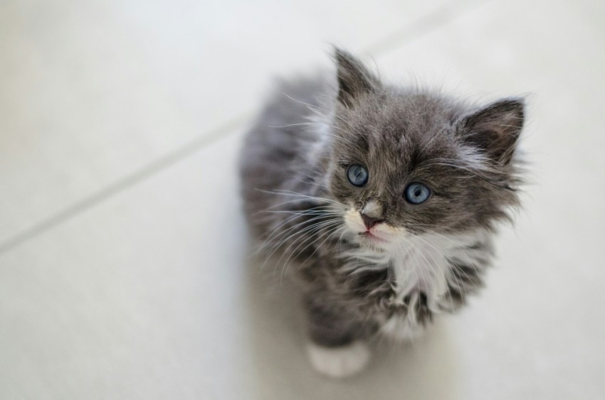 grey and white long fur cat on white ceramic floor tiles YhxMz3