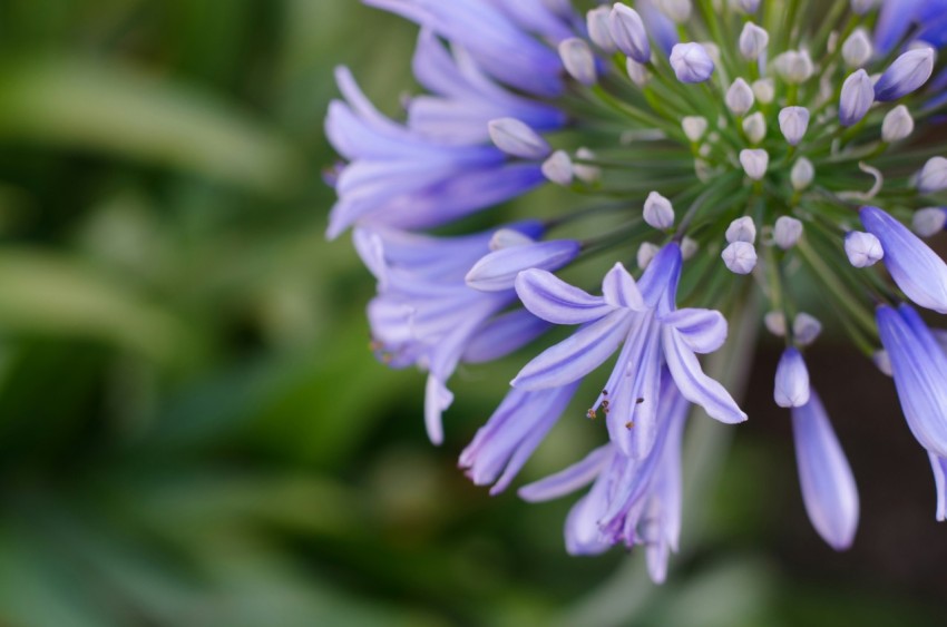 purple flower in tilt shift lens