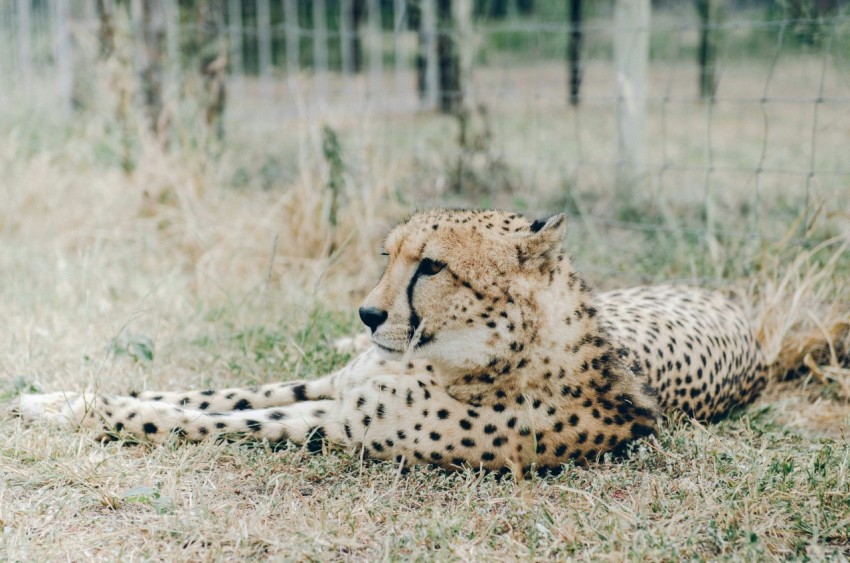 cheetah lying on brown grass during daytime e