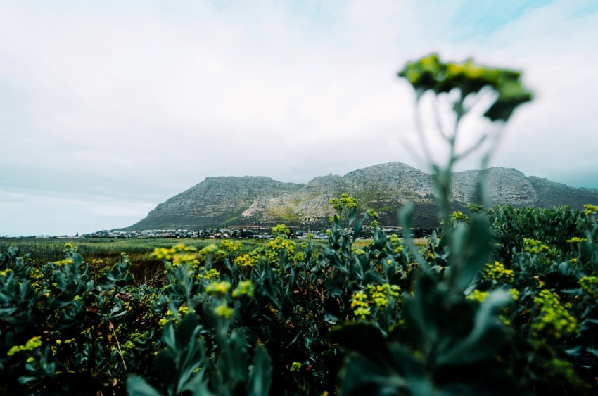 a view of a field with a mountain in the background