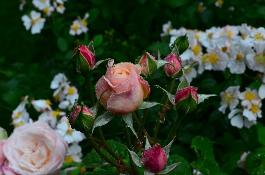 pink and white roses in bloom during daytime 8