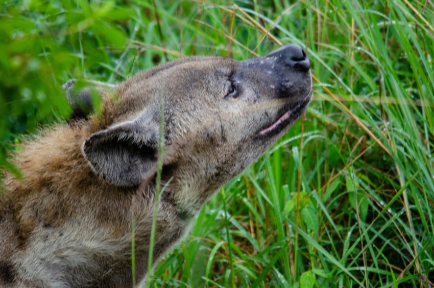 a small animal is standing in the tall grass