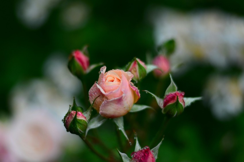 pink rose in bloom during daytime