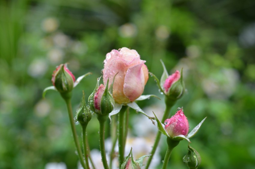 pink rose in bloom during daytime