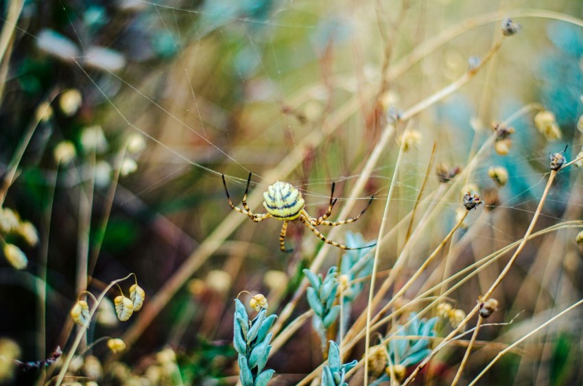 a spider sitting on a web in the middle of a field