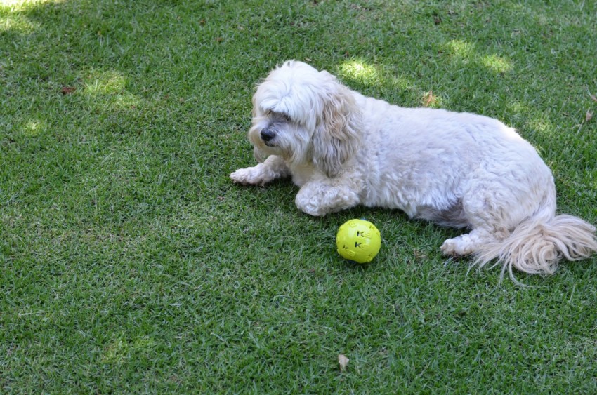 white long coated small dog on green grass field