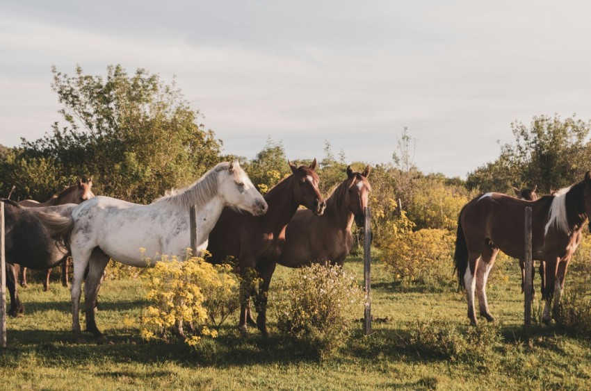 a herd of horses standing on top of a lush green field