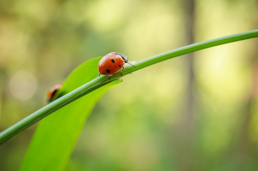 a ladybug sitting on top of a green leaf