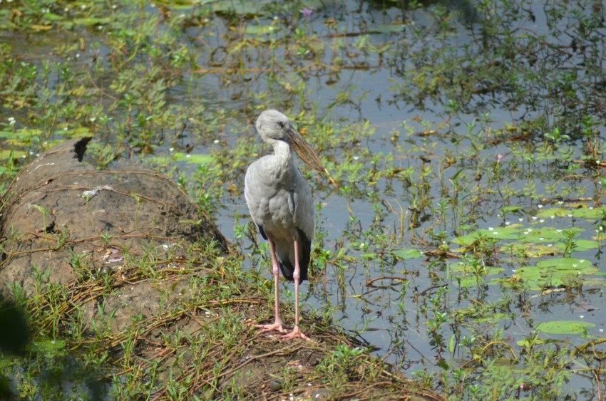 a bird is standing on a log in the water