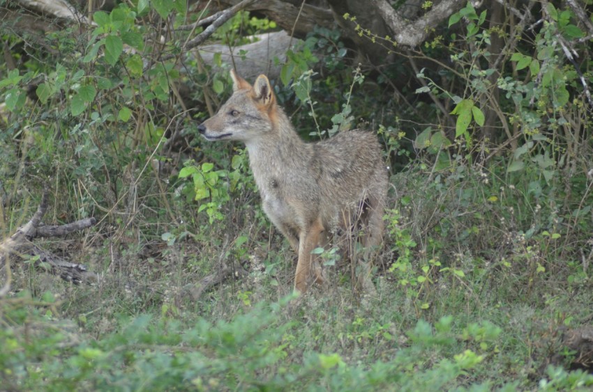 a small animal standing in the middle of a forest