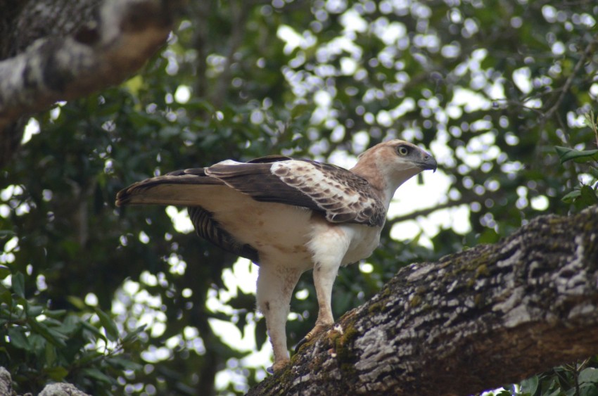 a bird perched on a branch of a tree ycMBzAM