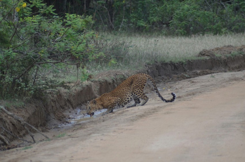 a large tiger walking across a dirt road