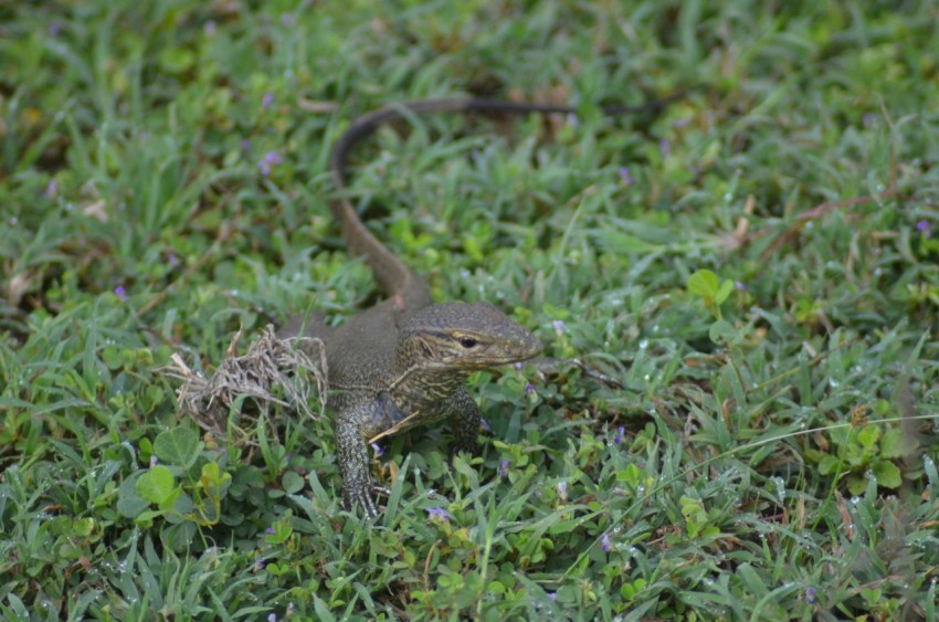 a lizard in the middle of a field of grass