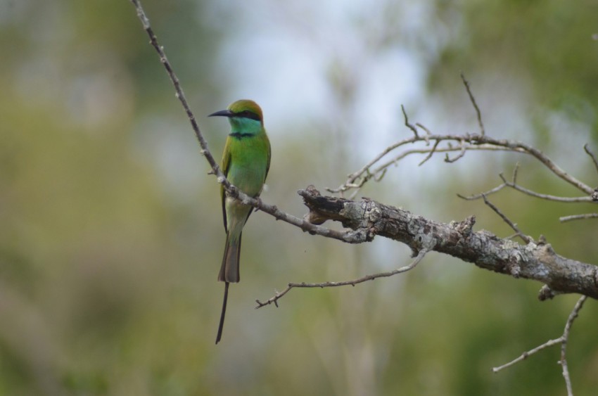 a small green bird sitting on a tree branch