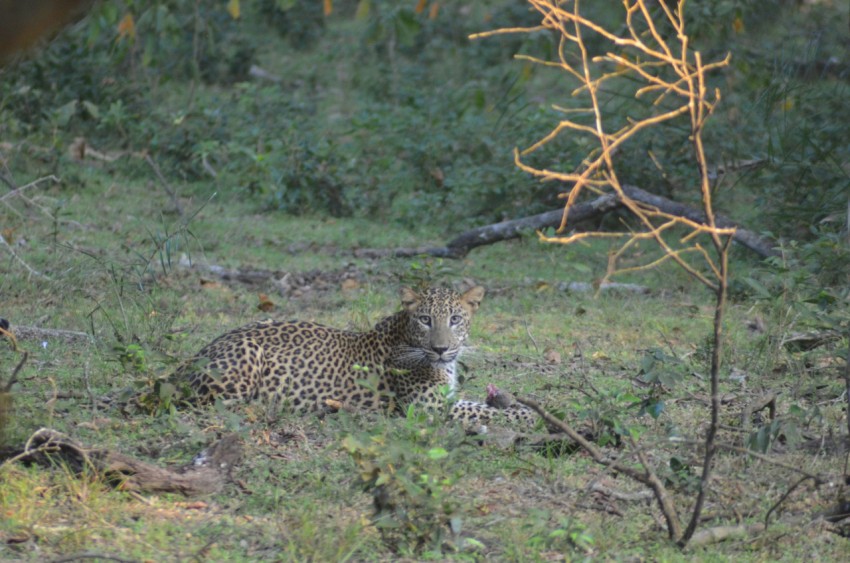 a leopard laying down in the grass near a tree