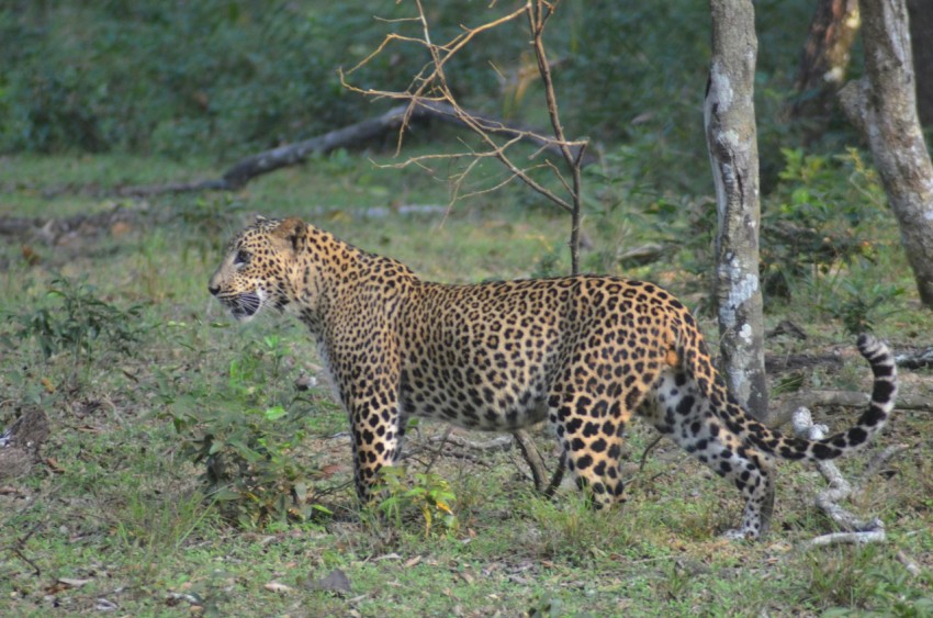 a large leopard walking through a lush green forest