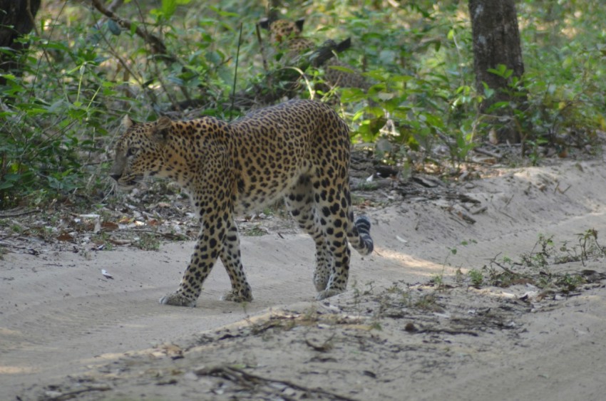 a large leopard walking across a dirt road