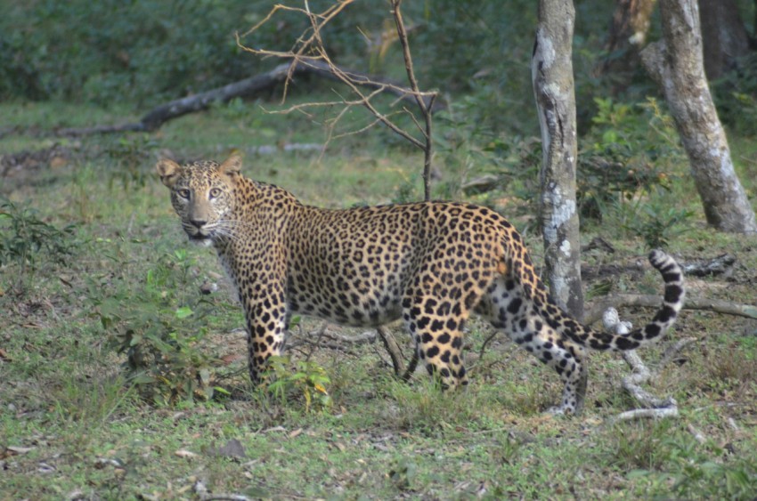 a large leopard walking through a lush green forest p