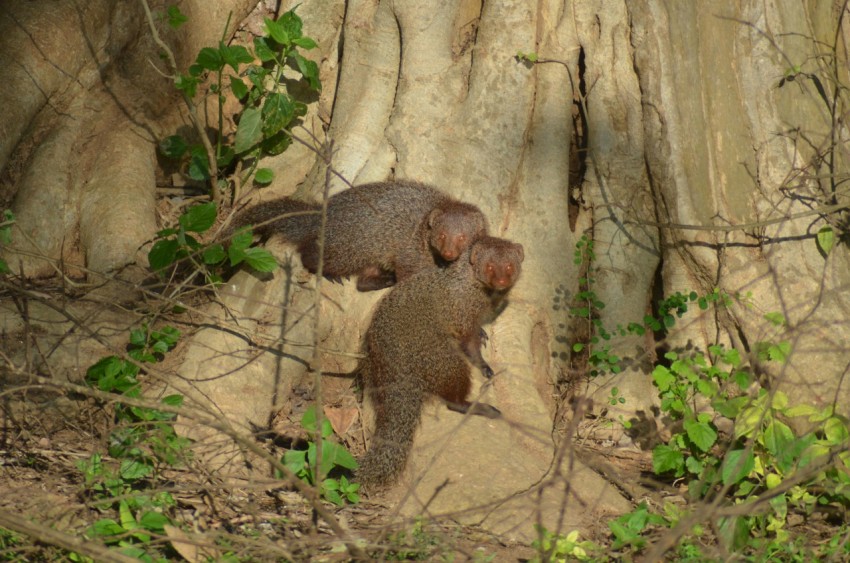 a couple of animals that are standing in the dirt