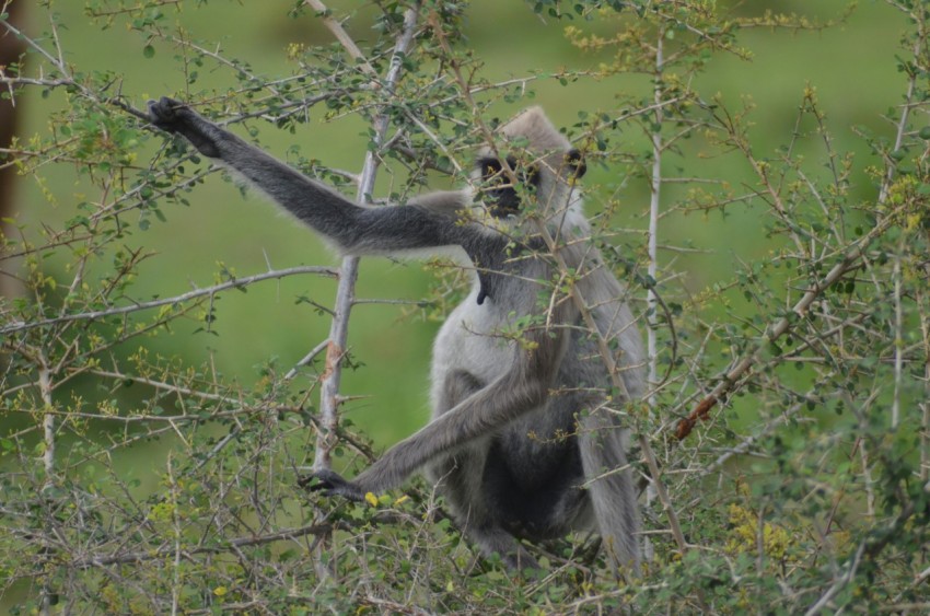 a monkey that is sitting in a tree