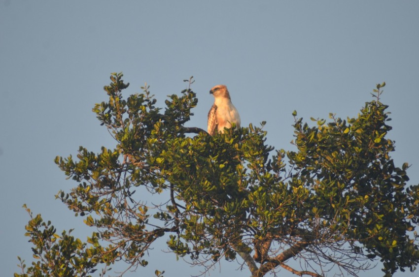 a bird sitting on top of a tree branch 52rSc