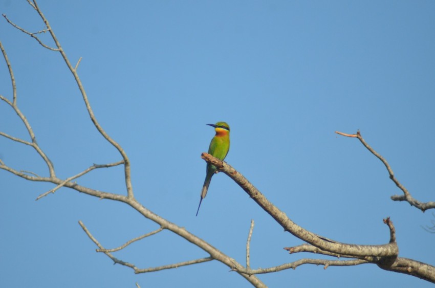 a colorful bird perched on top of a tree branch